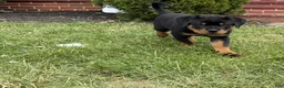 Rottweiler dogs for sale: Draco - Ad 3