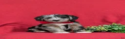 Corgipoo dogs for sale: Dameon - Ad 3