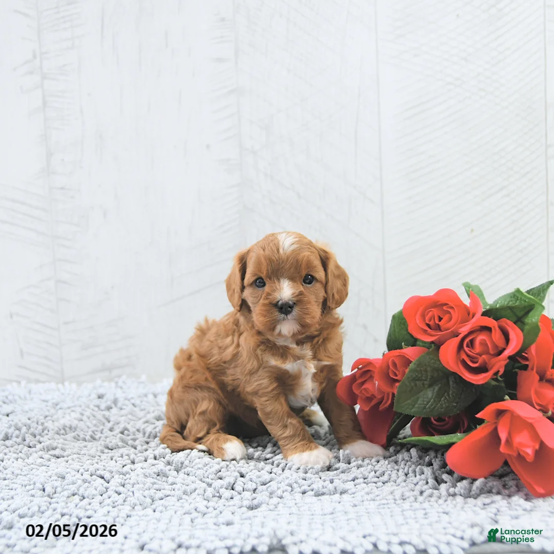 Cavapoo dogs for sale: Megan - Ad 2