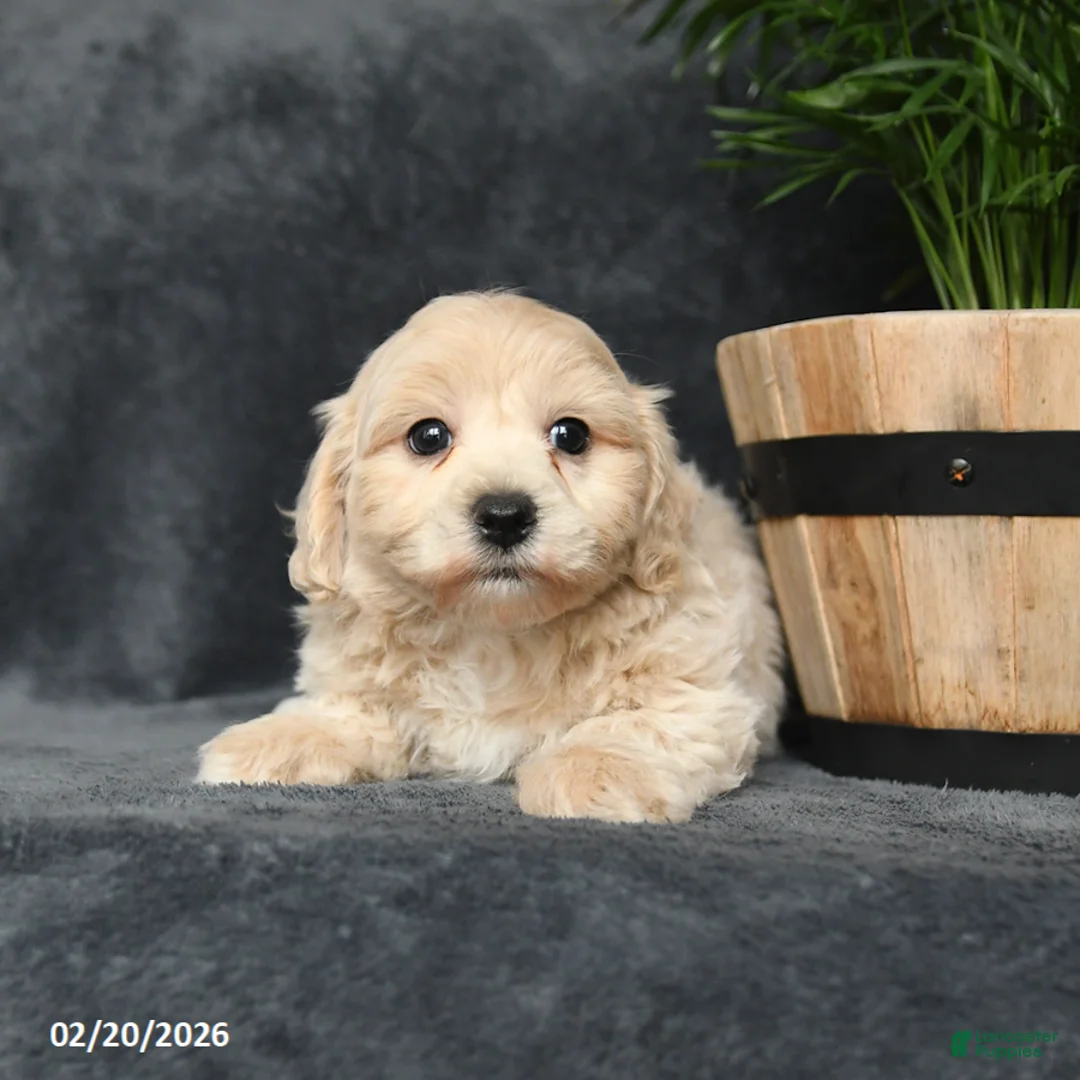 Maltipoo dogs for sale: Gorden - Ad 4