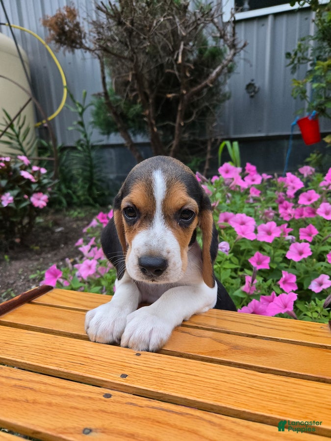 Beagle dogs Derby - Ad 1