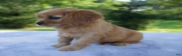 Mixed Breed dogs for sale: Roxy - Ad 7
