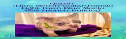 French Bulldog dogs for sale: Quynn “LimeGreen” Collar, Female  - Ad 3