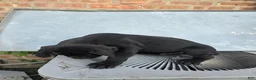Cane Corso dogs for sale: Cane Corso 1 - Ad 3