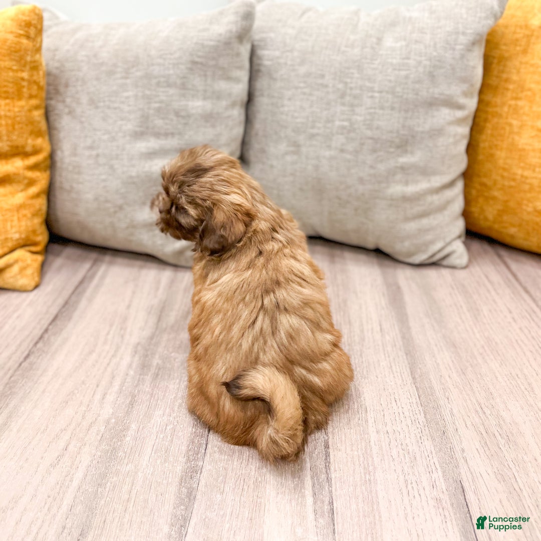 Shih Tzu dogs for sale: Sasha - Ad 5