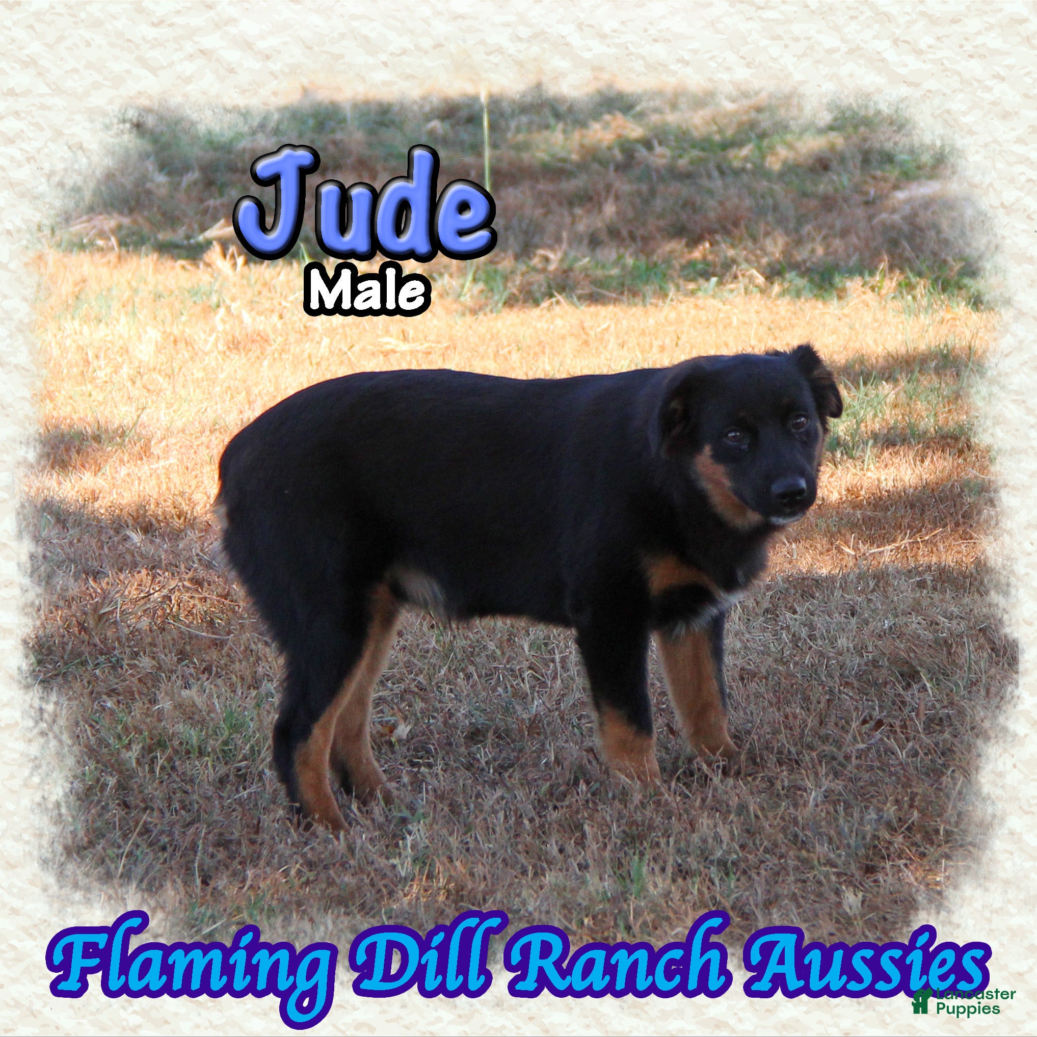 Miniature Australian Shepherd dogs Jude - Ad 2