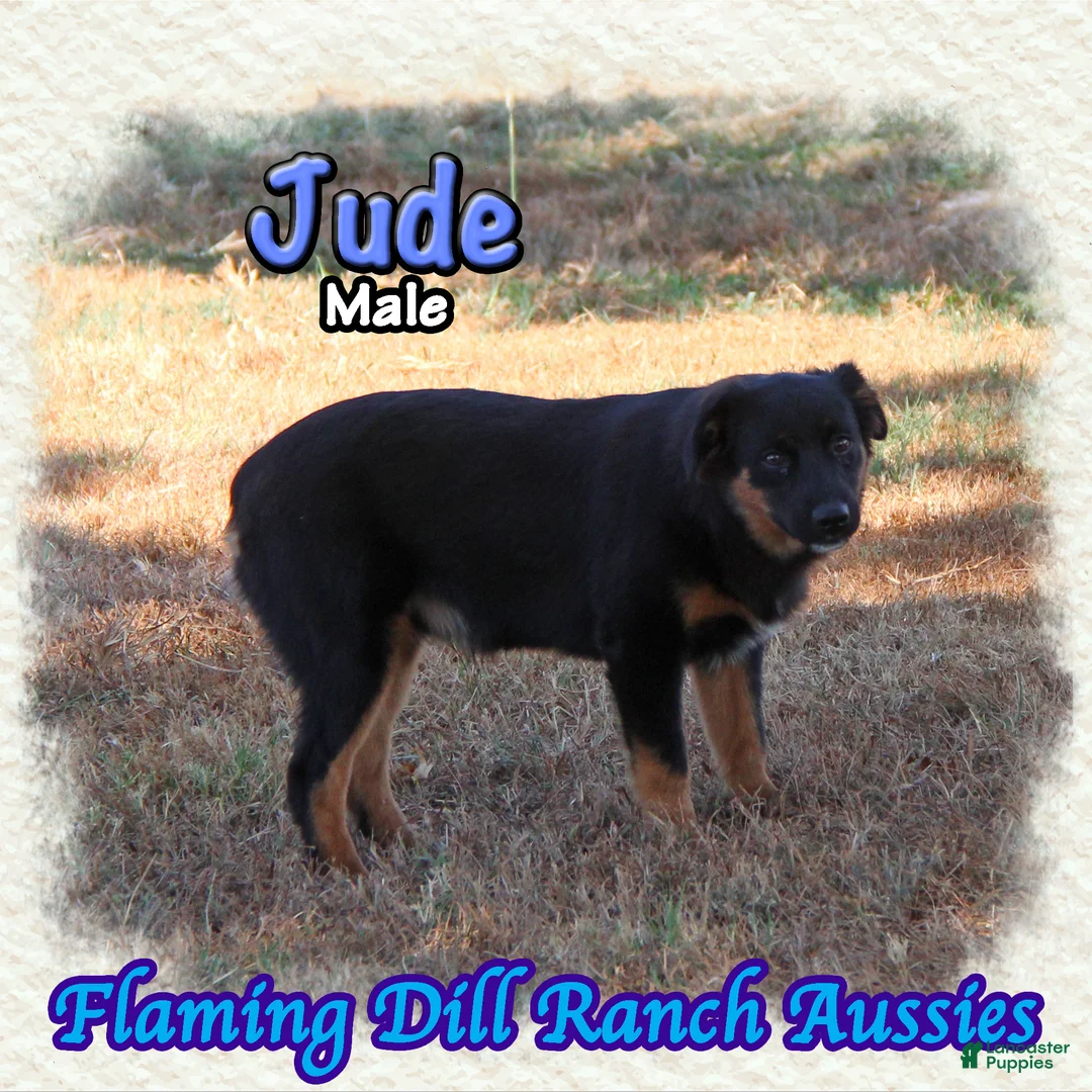 Miniature Australian Shepherd dogs for sale: Jude - Ad 2