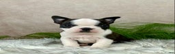 Boston Terrier dogs for sale: Mr. Ace - Ad 1