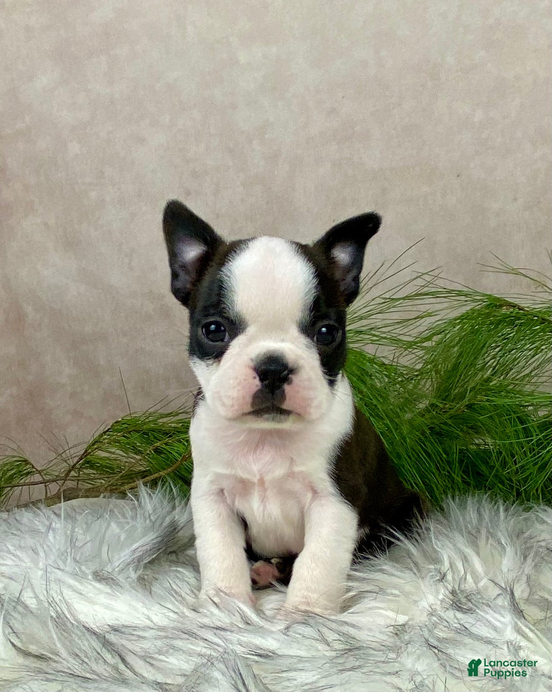 Boston Terrier dogs for sale: Mr. Ace - Ad 1