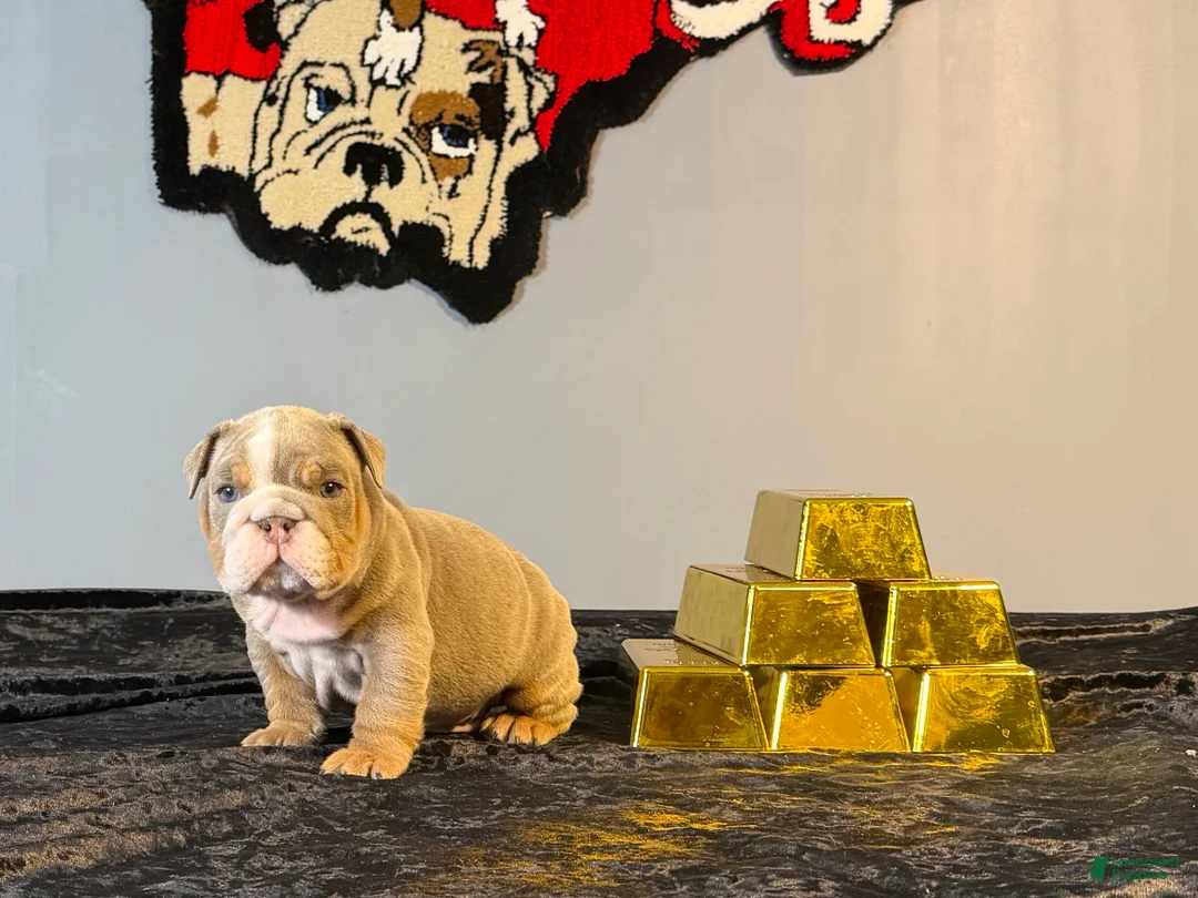 English Bulldog dogs for sale: English Bulldog Puppy 1 - Ad 1