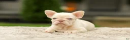 French Bulldog dogs for sale: Ace - Platinum - Ad 6