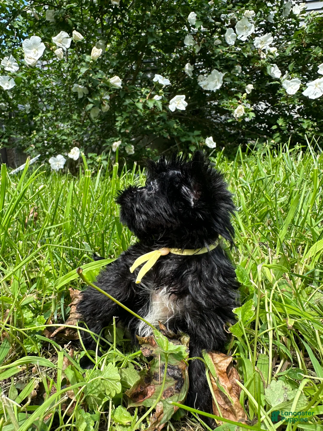 Yorkiepoo dogs for sale:  Yellow - Ad 4