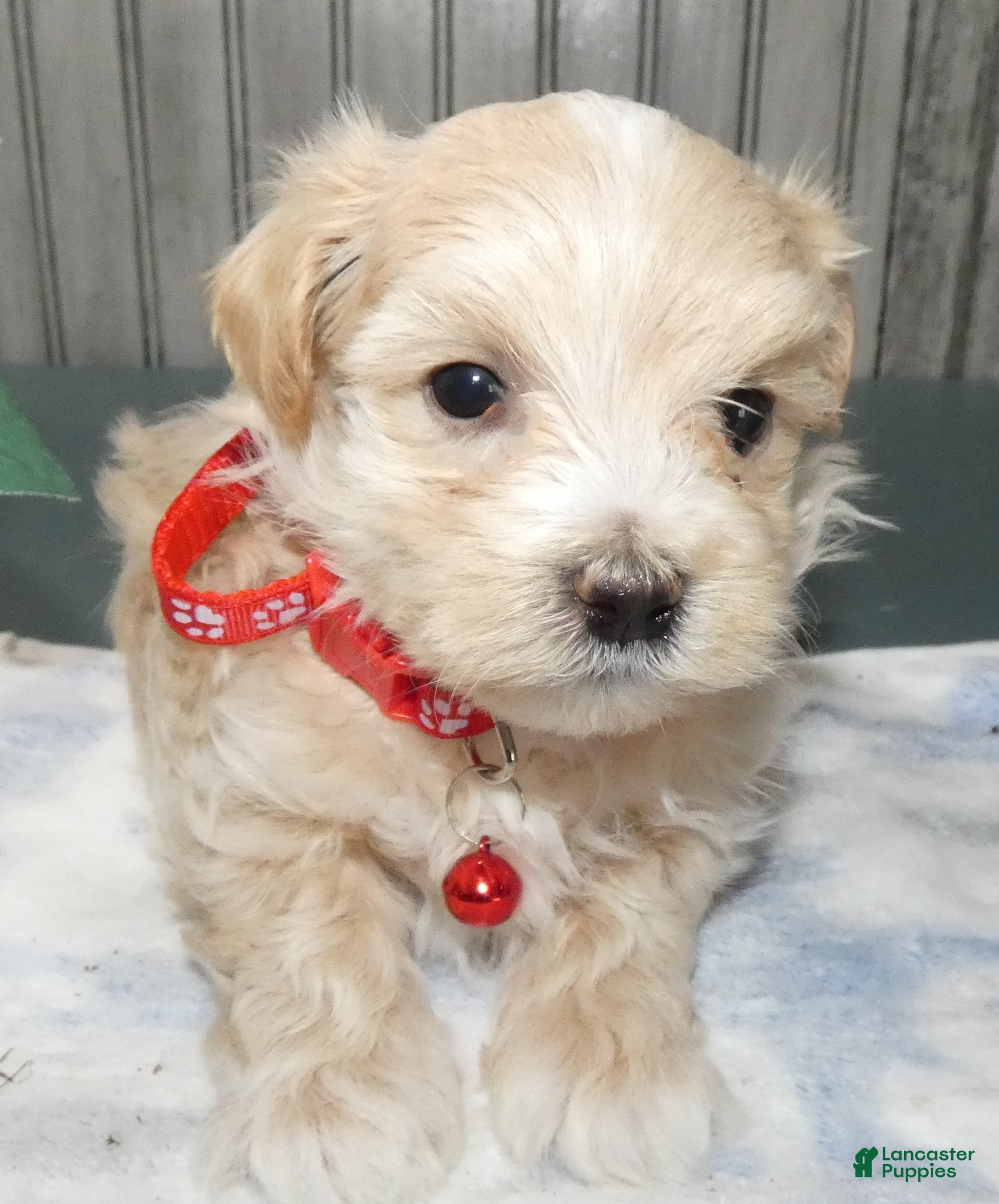 Maltipoo dogs Maltipoo Puppy 5 Shane - Ad 1