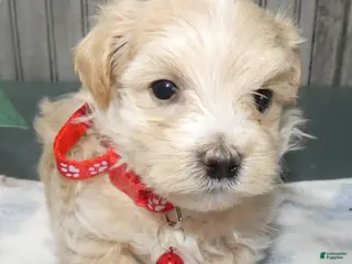 Maltipoo dogs Maltipoo Puppy 5 Shane - Ad 9