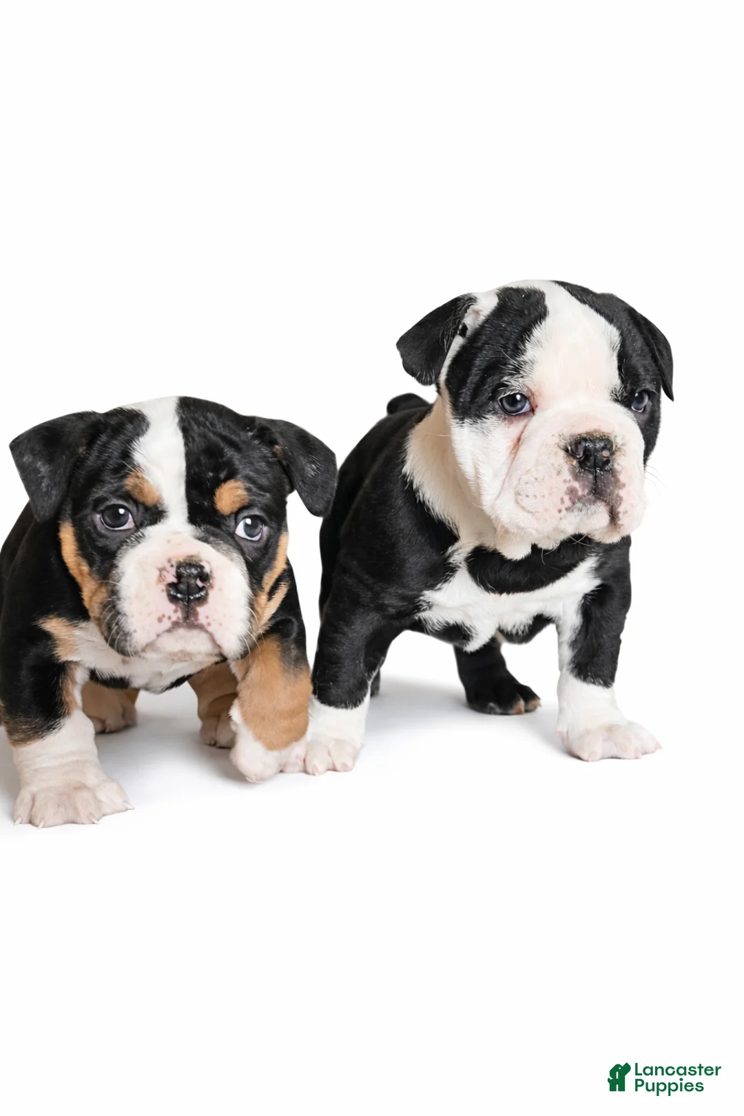 Olde English Bulldogge dogs for sale: Harper - Ad 3