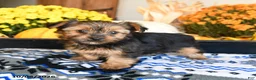 Shorkie dogs for sale: Cookie - Ad 4