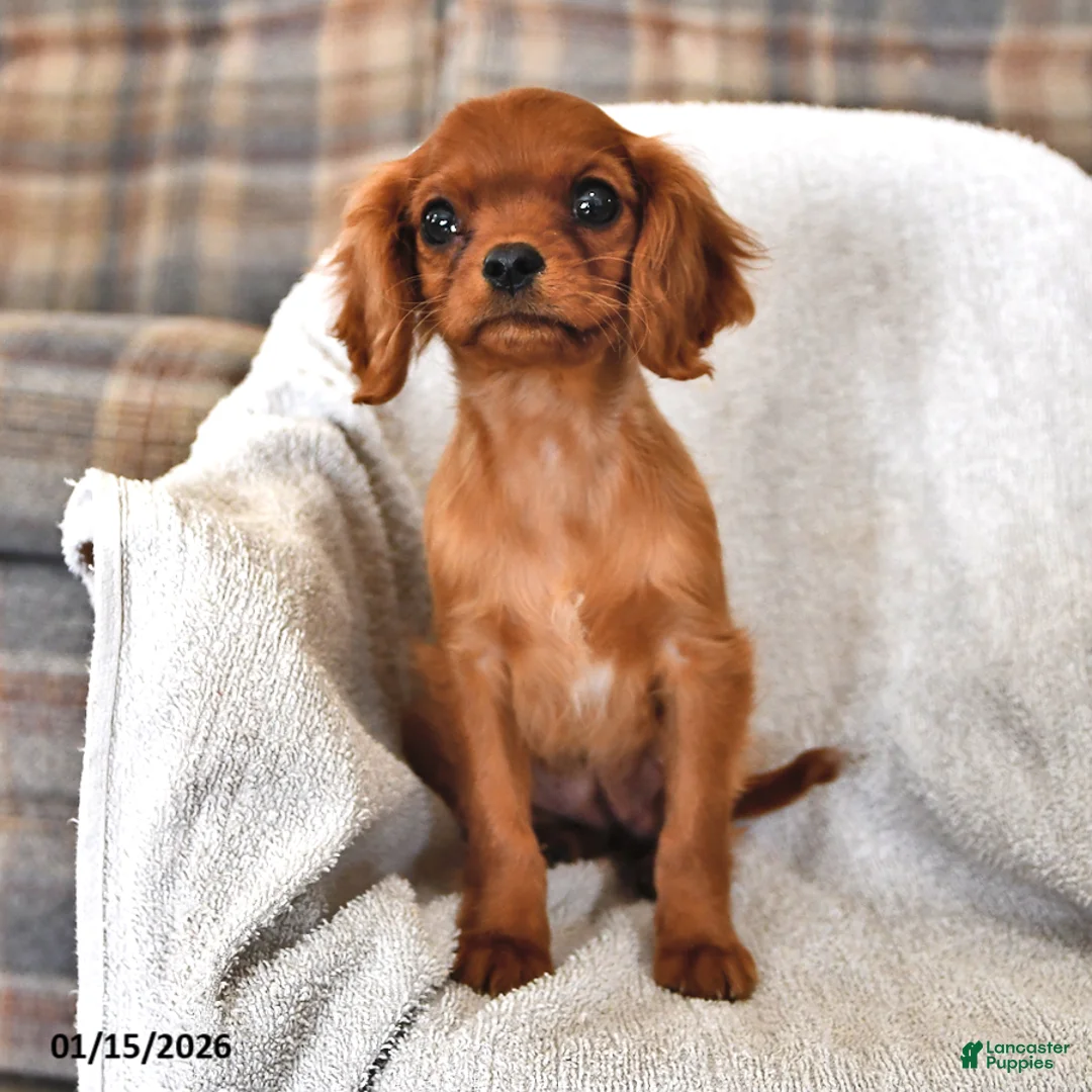 Cavalier King Charles Spaniel dogs for sale: Pansy - Ad 1
