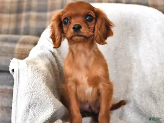 Cavalier King Charles Spaniel dogs Pansy - Ad 19