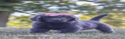 Newfoundland dogs for sale: Barbie - Ad 9