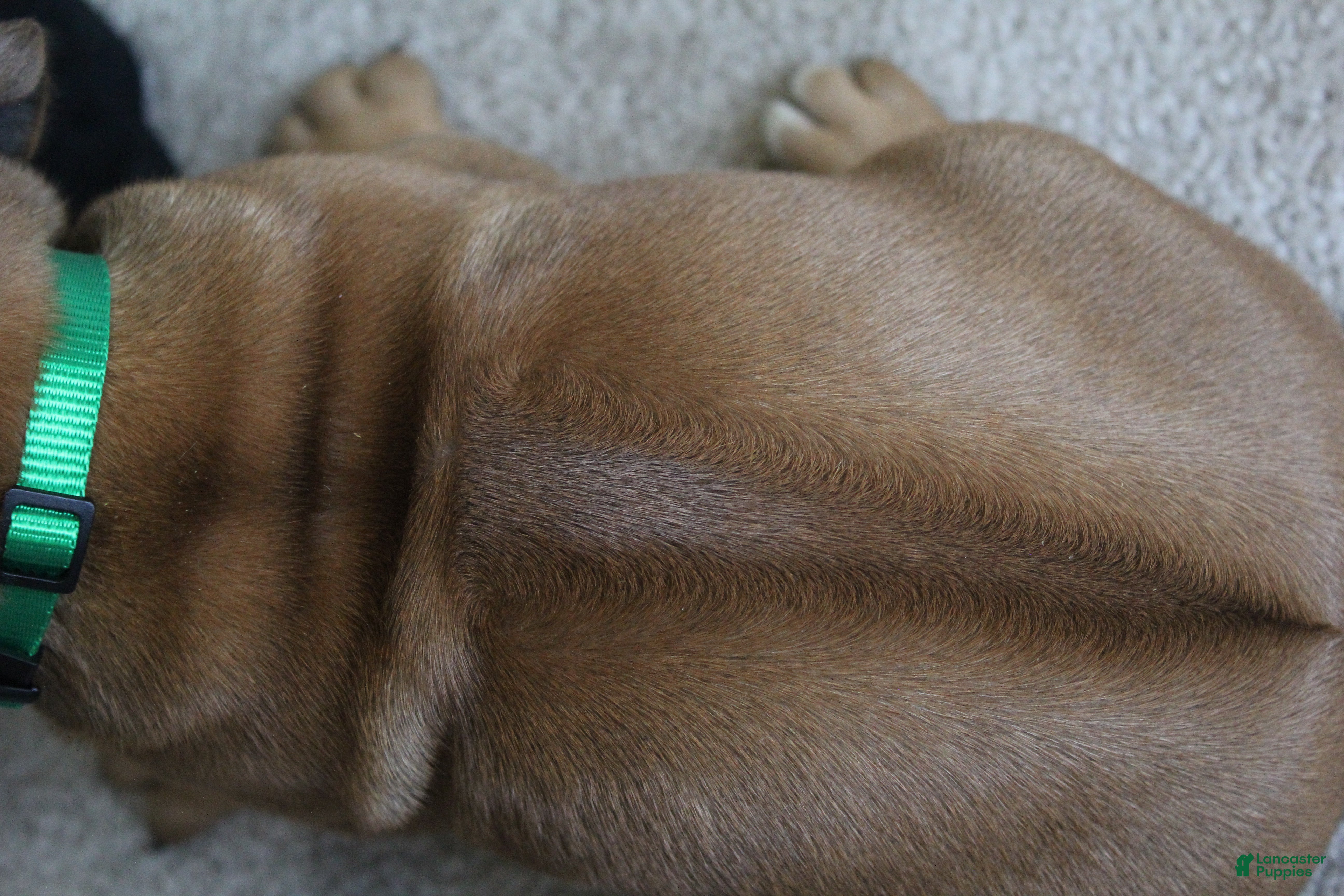 Rhodesian Ridgeback dogs Max - Ad 2