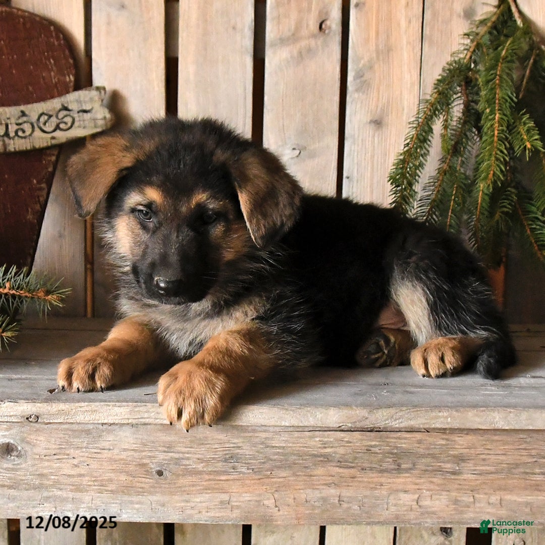 German Shepherd dogs for sale: Samson - Ad 3