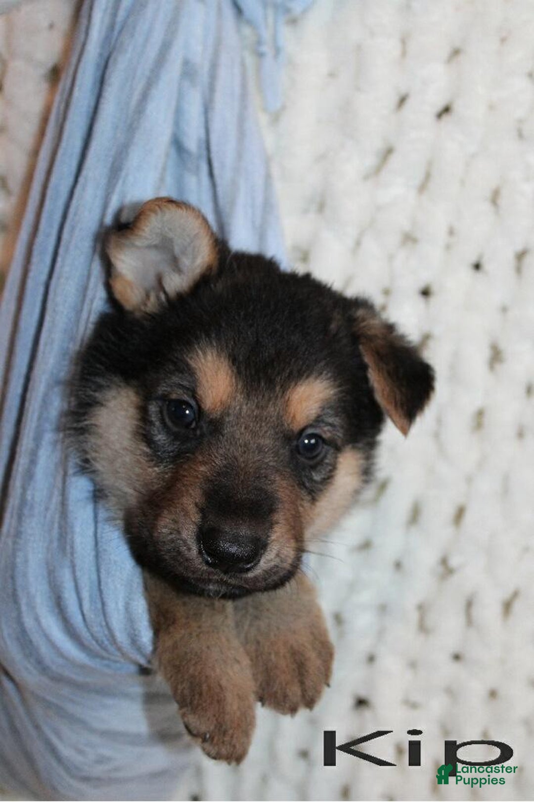 German Shepherd dogs for sale: German Shepherd Puppy 2 Kip - Ad 1