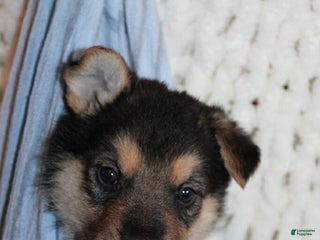 German Shepherd dogs German Shepherd Puppy 2 Kip - Ad 33