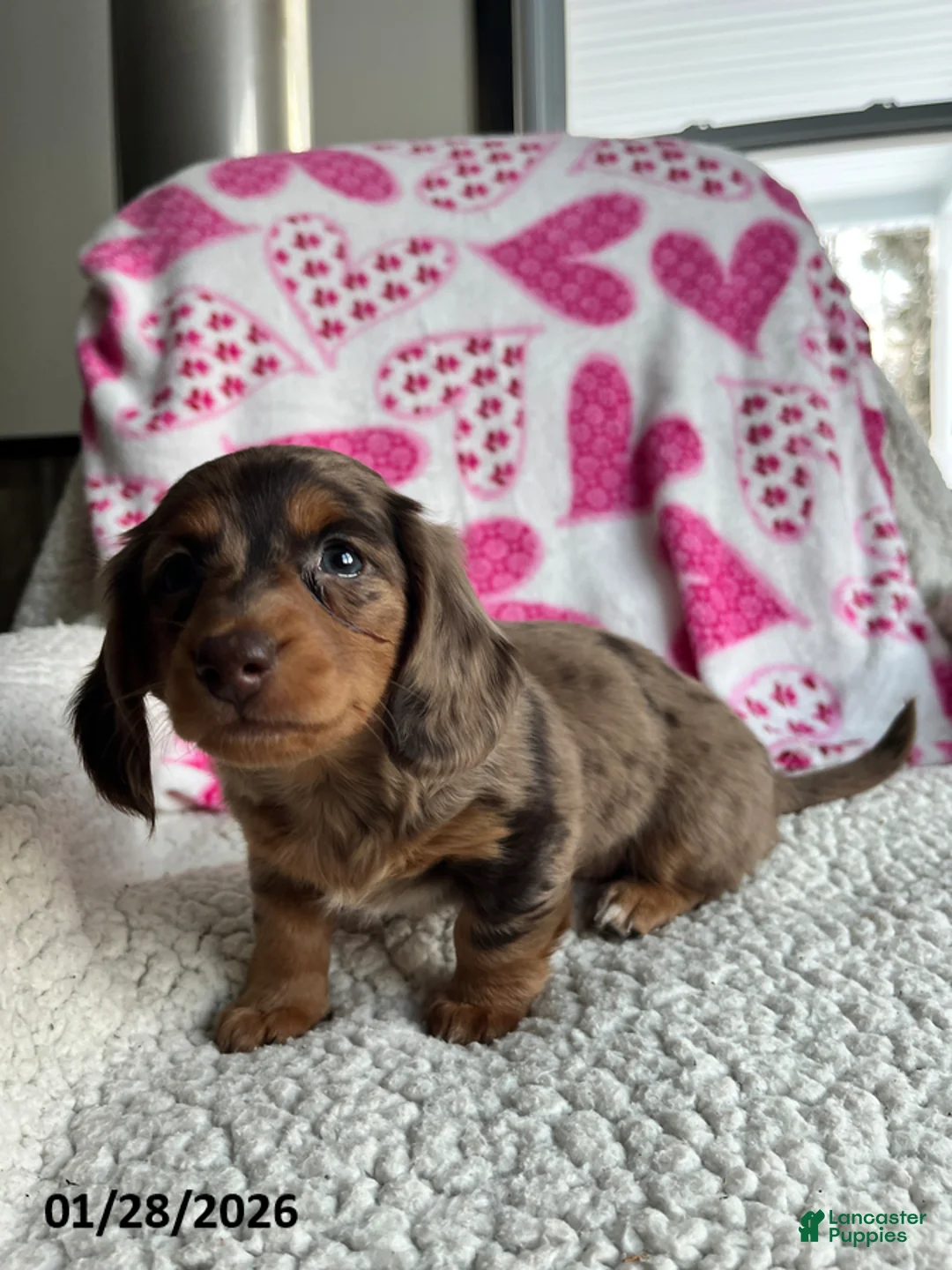 Miniature Dachshund dogs for sale: Sweet Rose - Ad 4