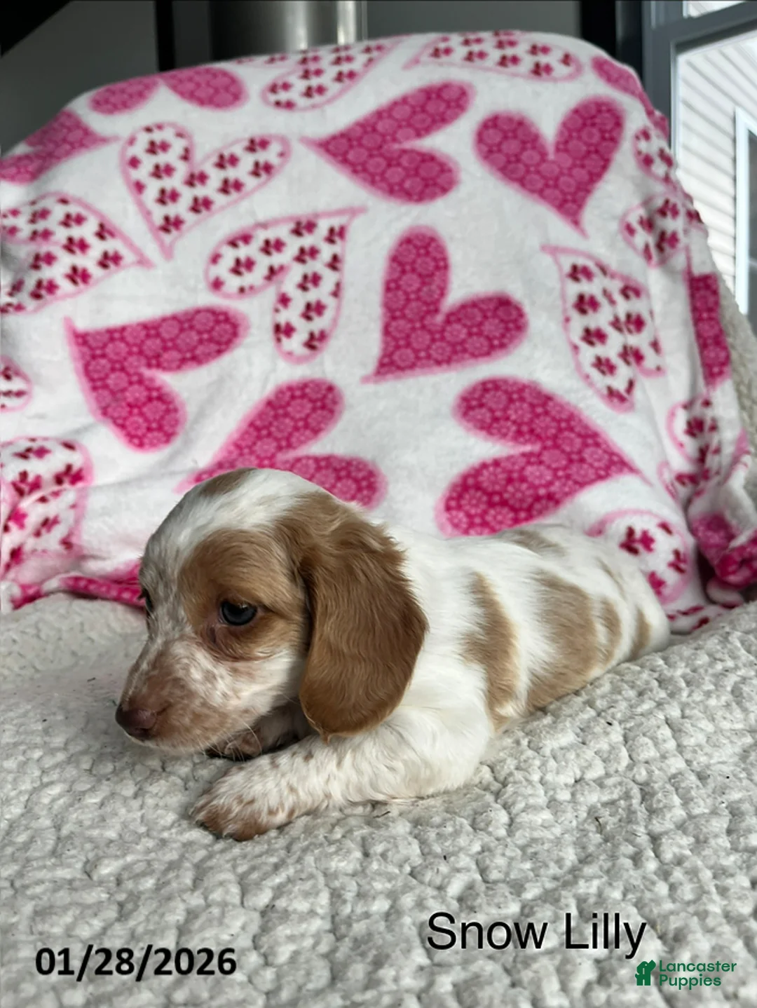 Miniature Dachshund dogs for sale: Snow Lilly - Ad 1