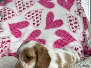 Miniature Dachshund dogs Snow Lilly - Ad 5