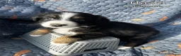 Australian Shepherd dogs for sale: Hazel - Ad 3
