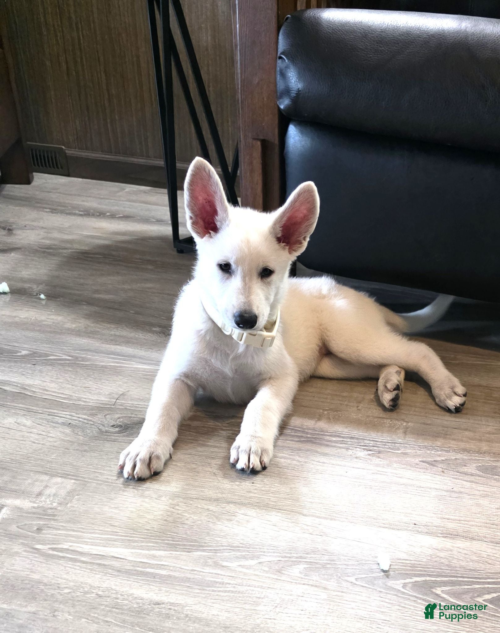 German Shepherd dogs SHELLY - Ad 2