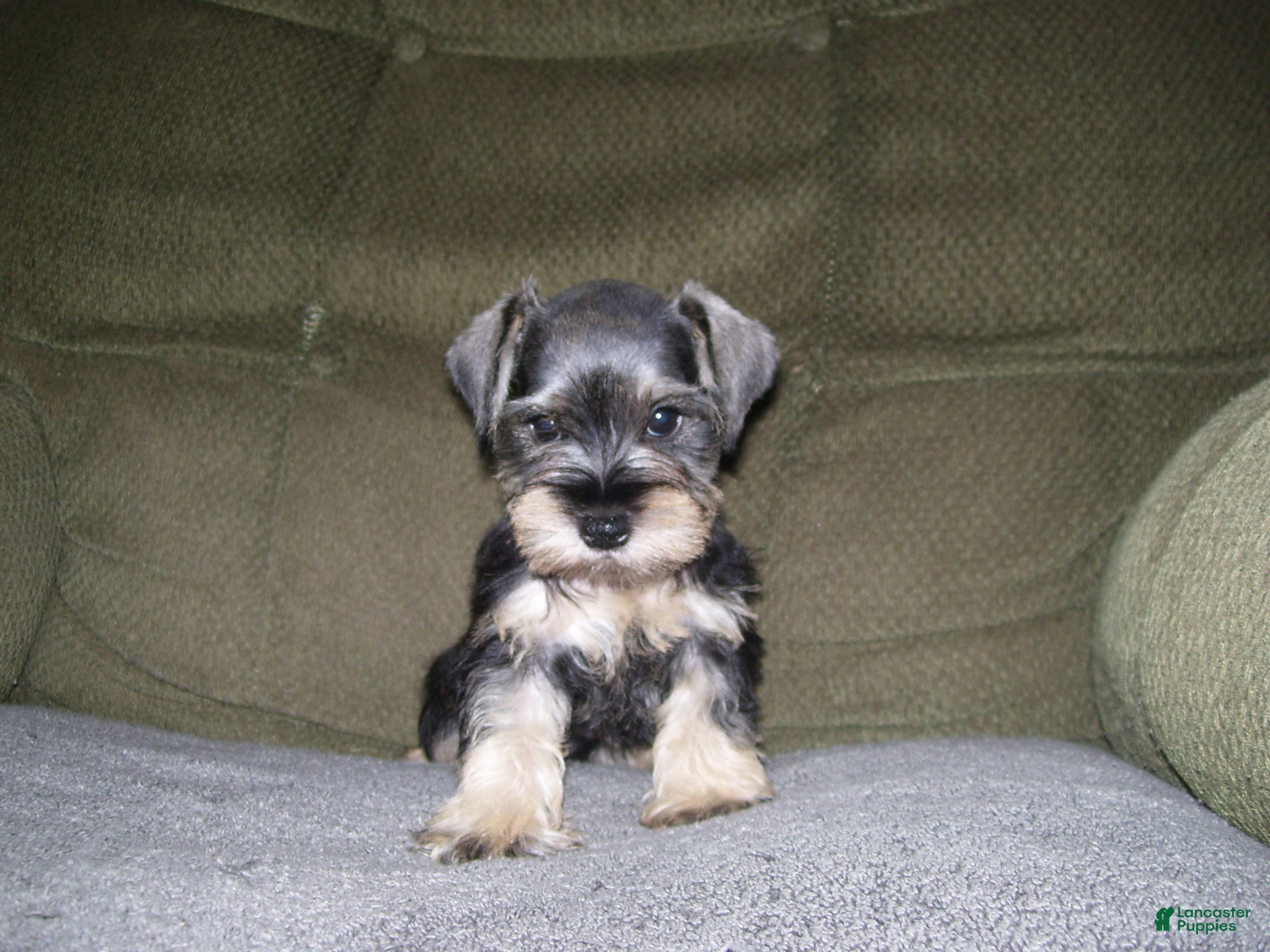 Miniature Schnauzer dogs for sale: PIPER - Ad 4