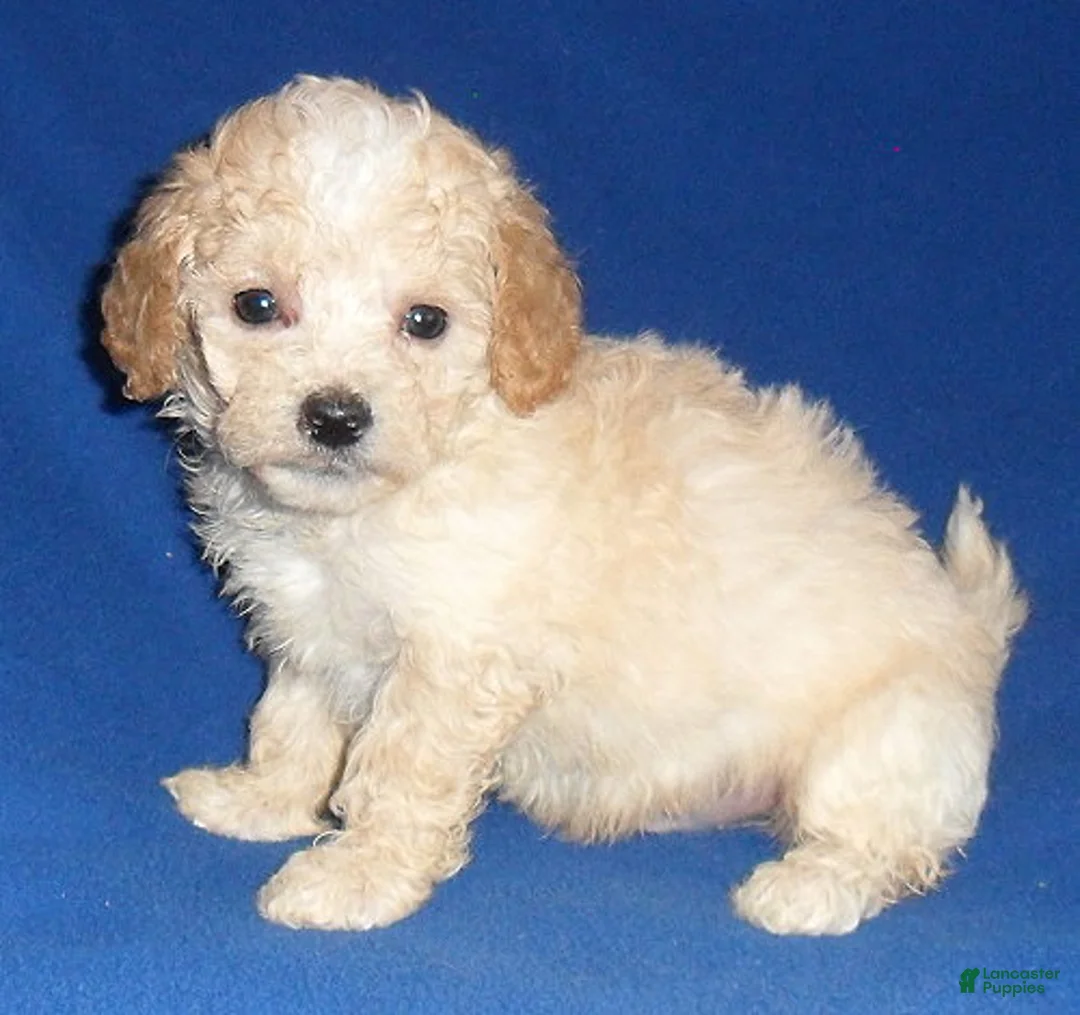 Shihpoo dogs for sale: Nugget - Ad 10