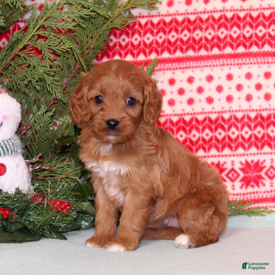 Cavapoo dogs for sale: Violet - Ad 2