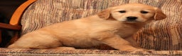 Golden Retriever dogs for sale: Noel - Ad 8