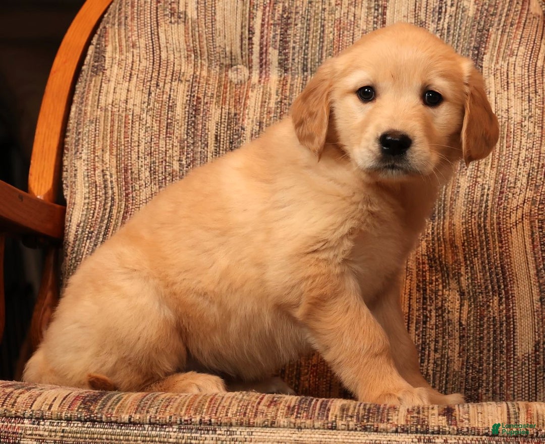 Golden Retriever dogs for sale: Noel - Ad 8