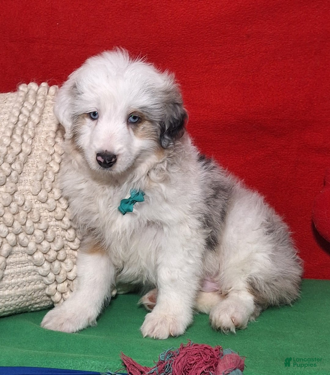 Aussiedoodle dogs for sale: Caiden - Ad 3