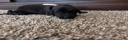 Mixed Breed dogs for sale: Scribbles - Ad 4