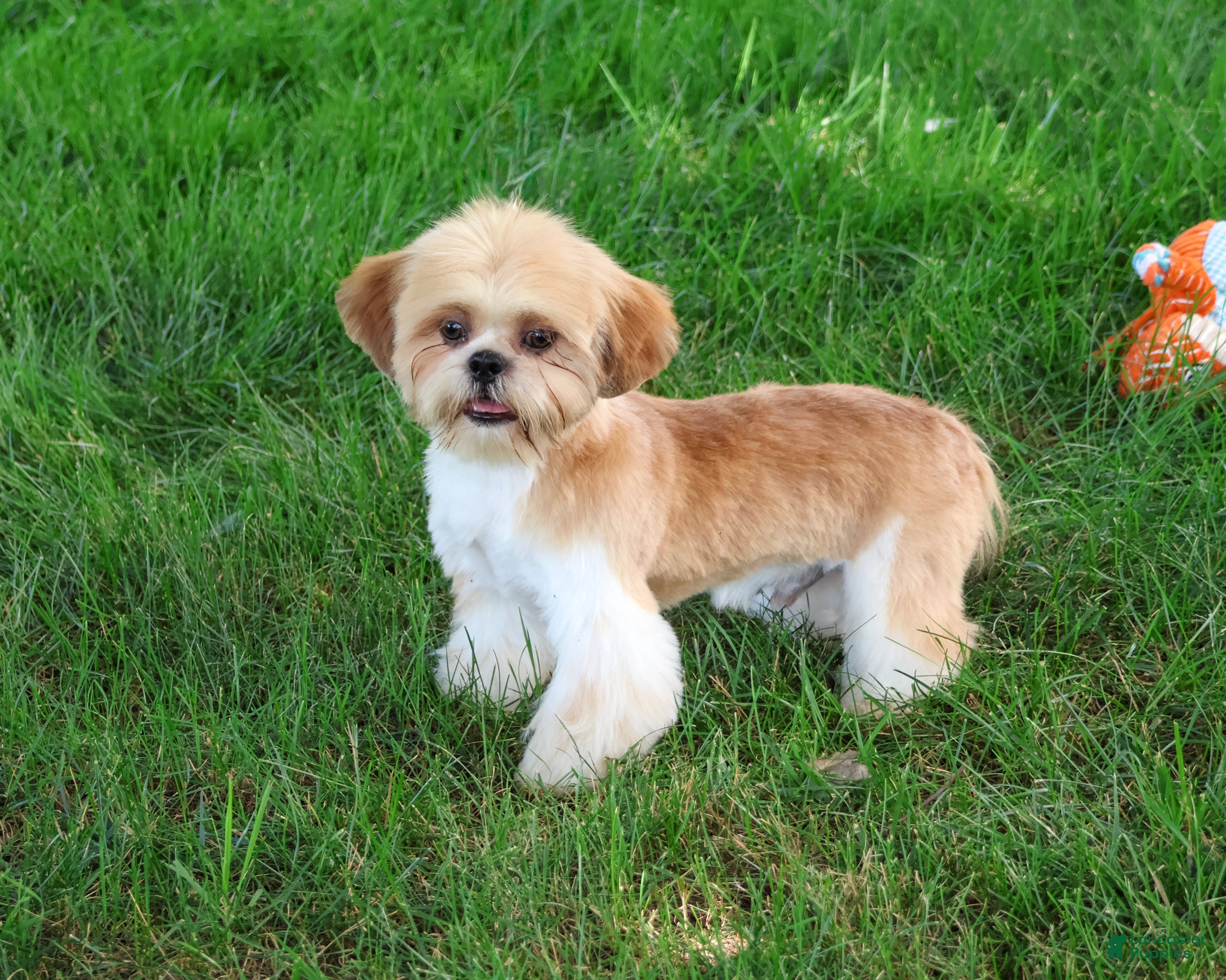 Shih Tzu dogs Flash - Ad 2