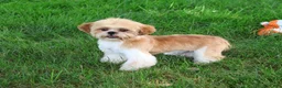 Shih Tzu dogs for sale: Flash - Ad 2