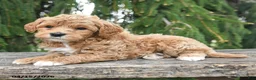 Goldendoodle dogs for sale: Micky - Ad 2