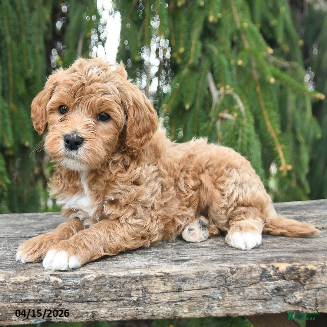 Goldendoodle dogs for sale: Micky - Ad 2