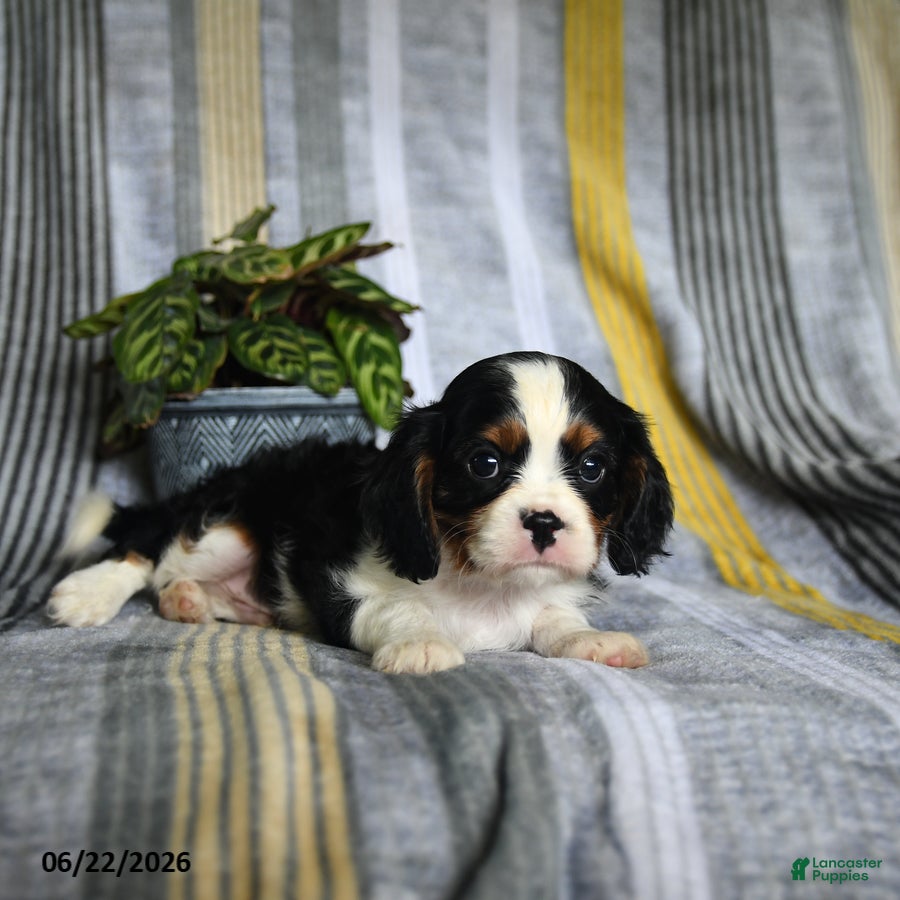 Cavalier King Charles Spaniel dogs Jack  - Ad 2