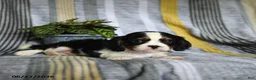 Cavalier King Charles Spaniel dogs for sale: Jack  - Ad 2