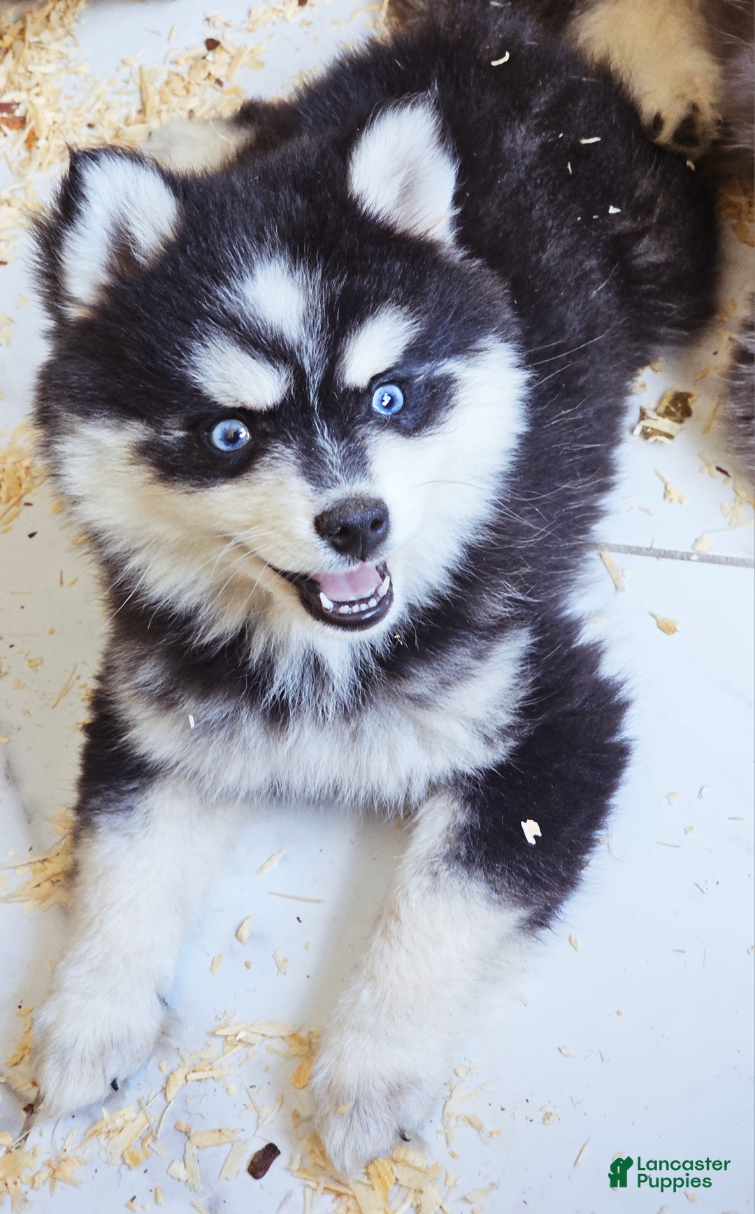 Pomsky dogs for sale: Jex - Ad 8