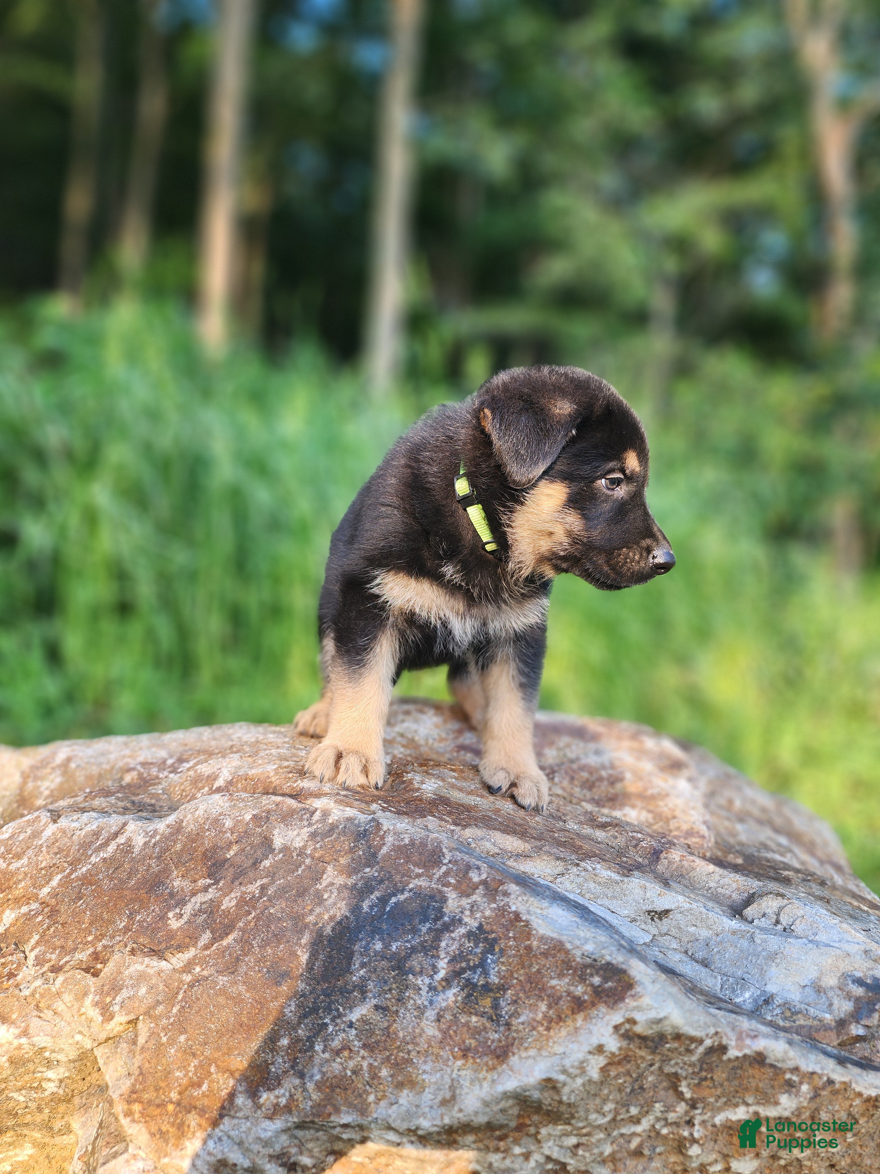 German Shepherd dogs  Thor - Ad 2