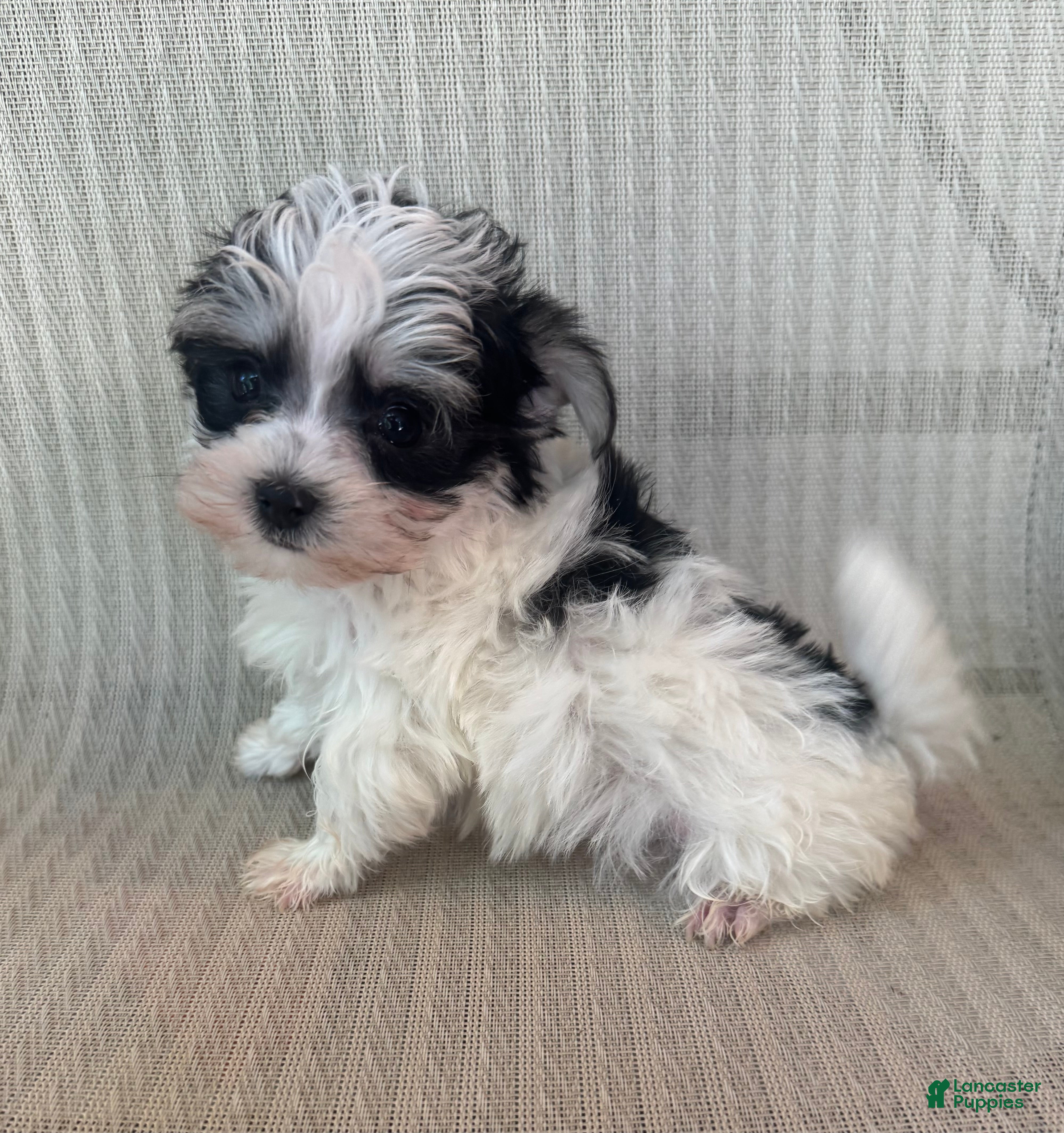 Morkie dogs for sale: Tiny male  - Ad 1