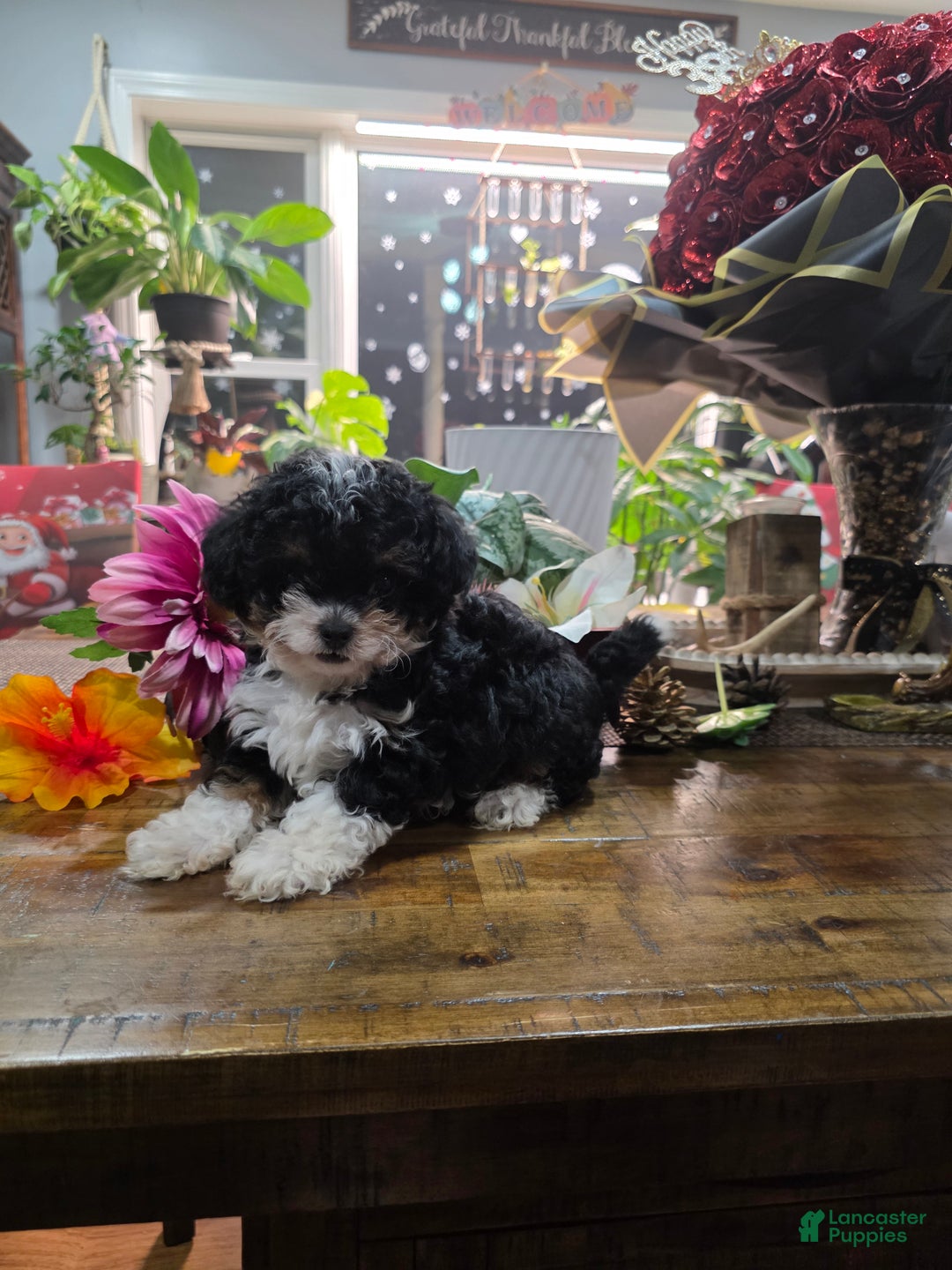 Toy Poodle dogs for sale: Oreo - Ad 3
