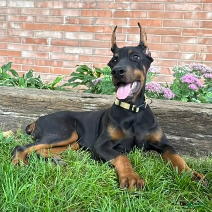 Doberman Pinscher dogs Zuri - Ad 2